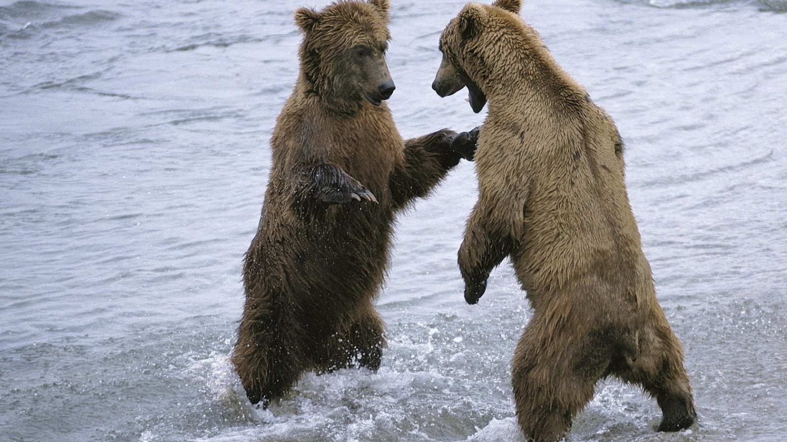 Два медведя