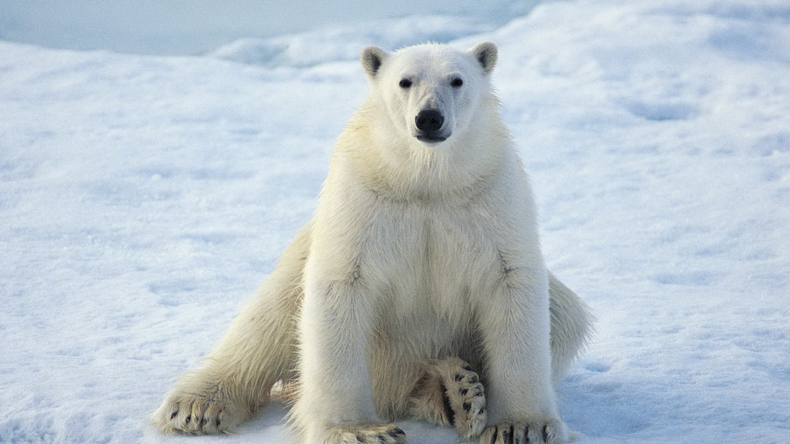 сидящий Белый медведь