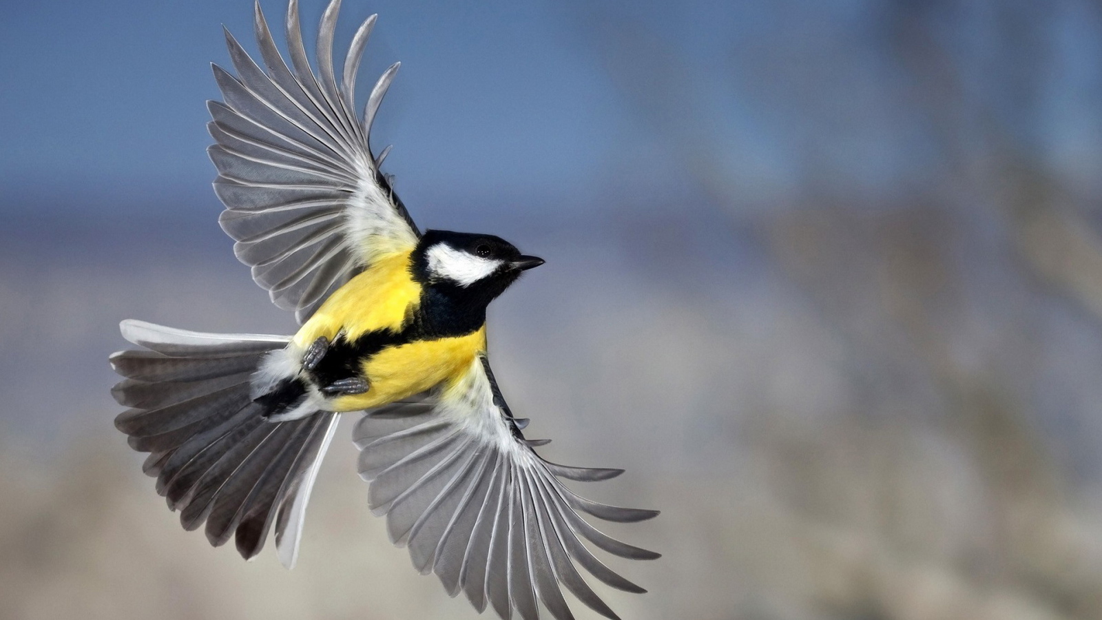 Синица в полете