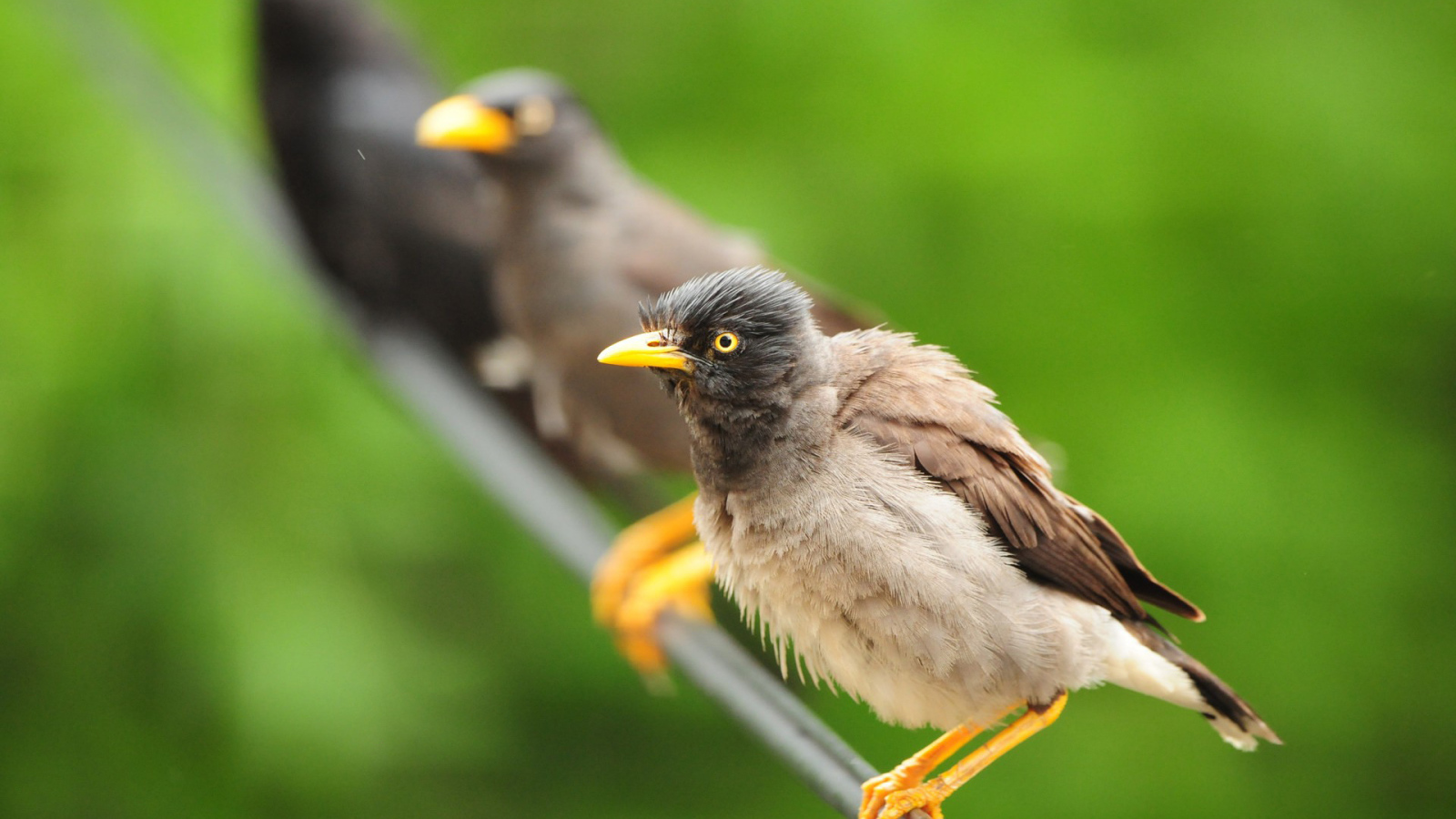 Птицы на проводе