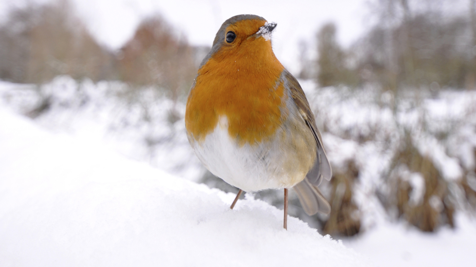 Птичка на снегу