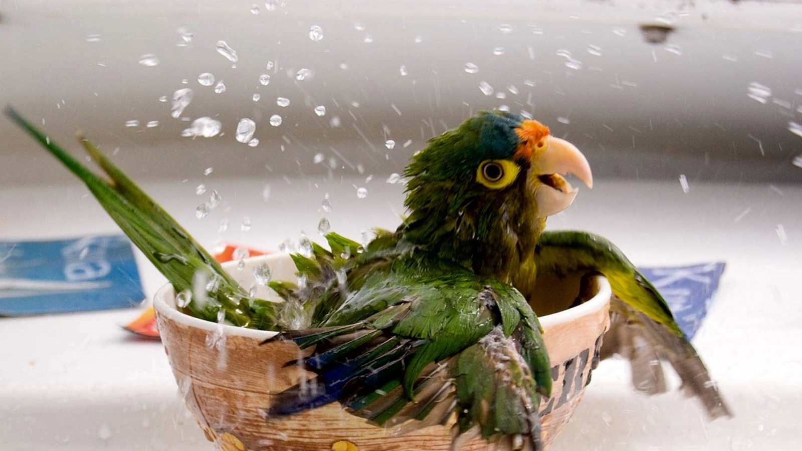 Купающийся попугай