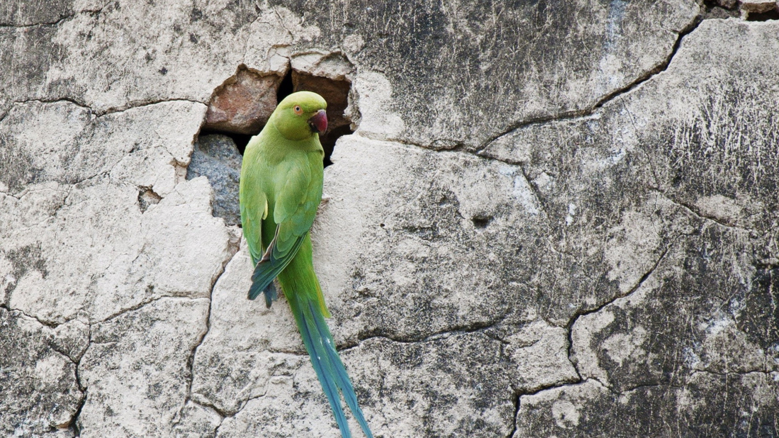 Попугай на стене