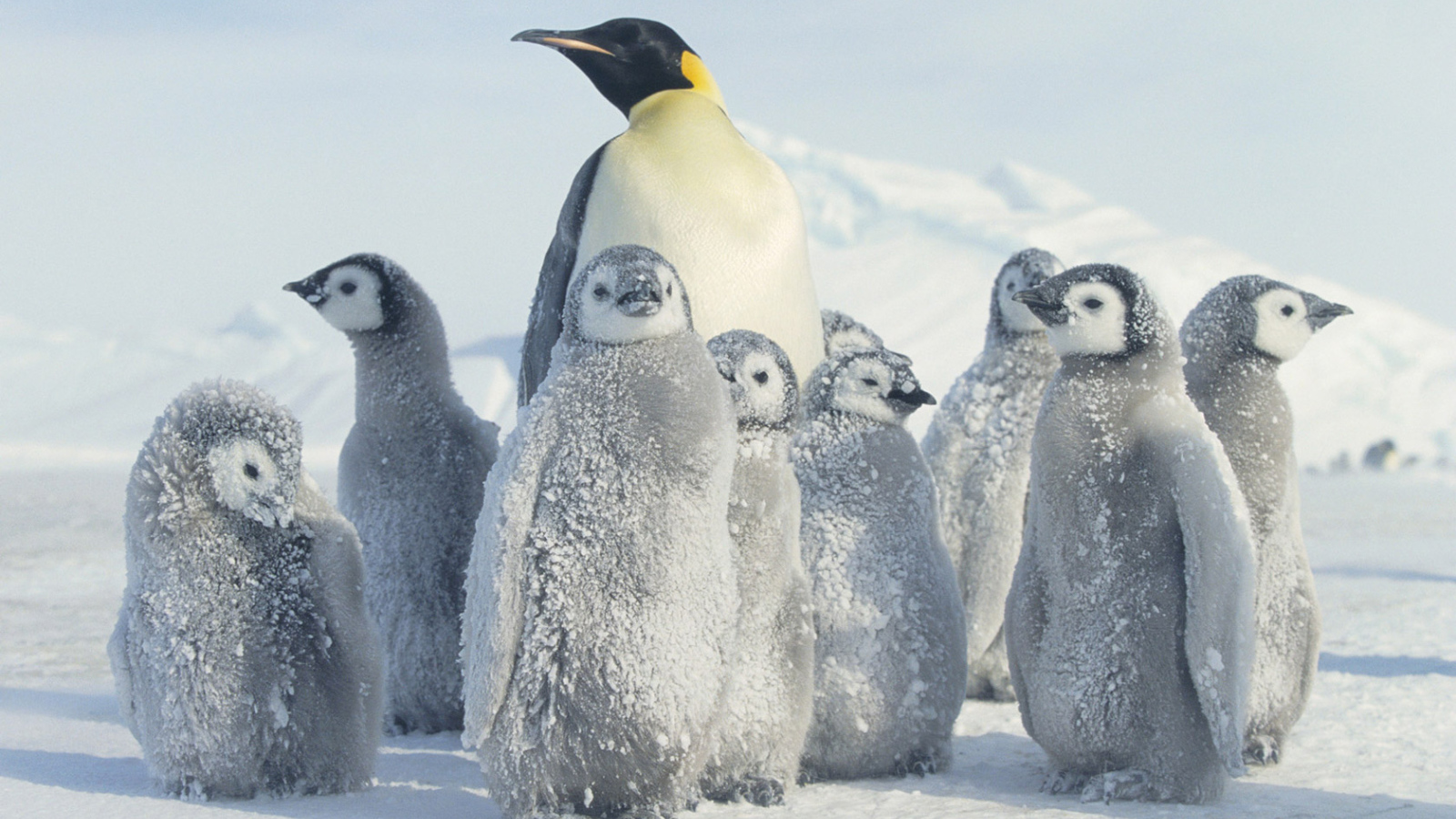 Пингвин и малыши