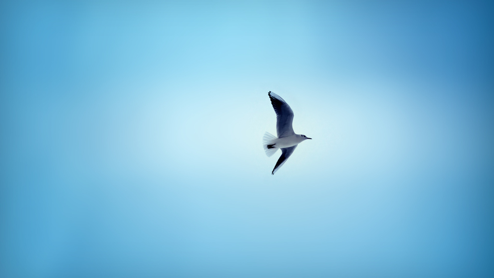 Чайка в небе