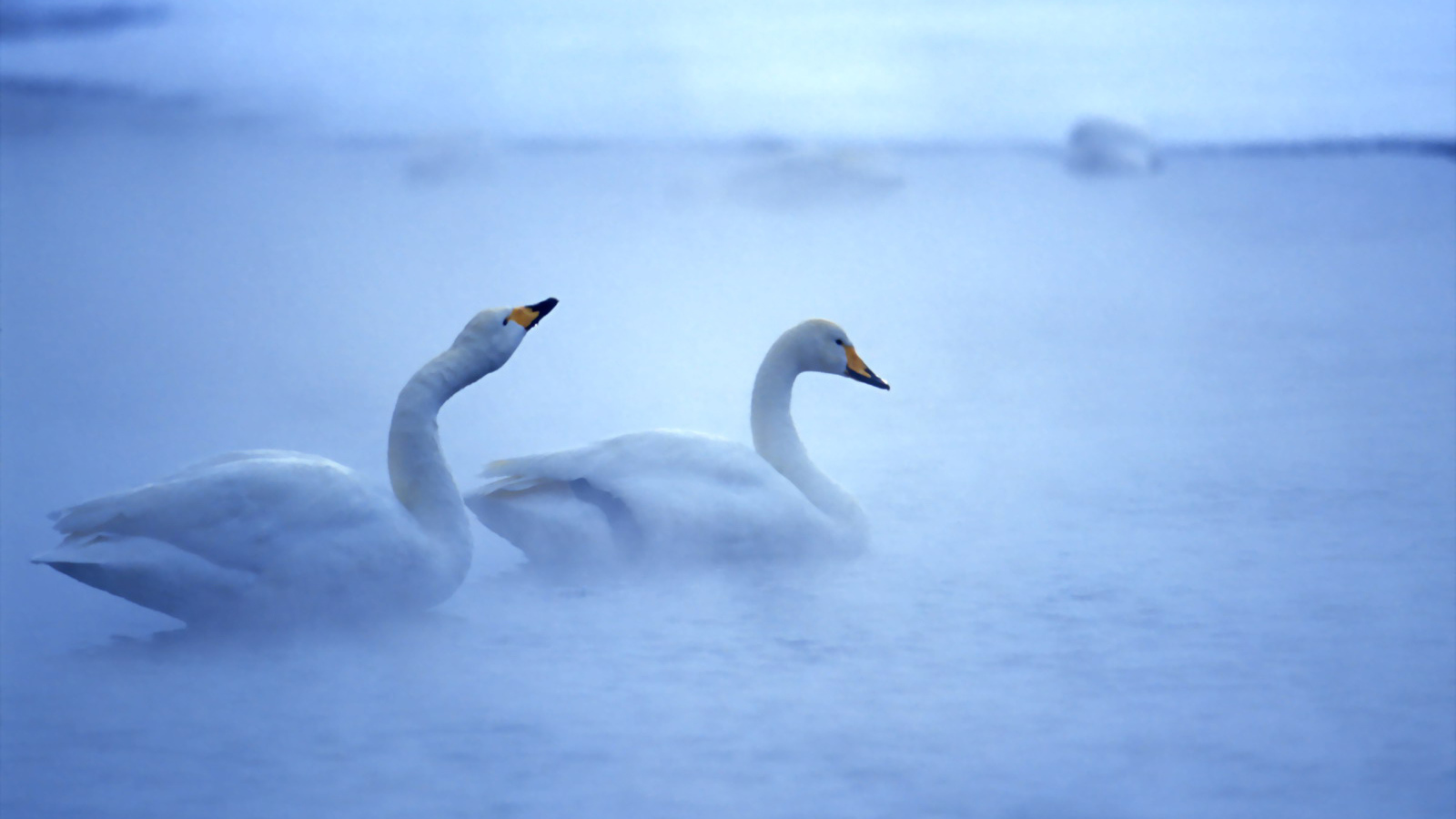 Лебединая пара