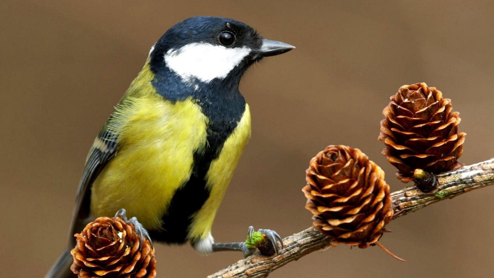 Синица на ветке