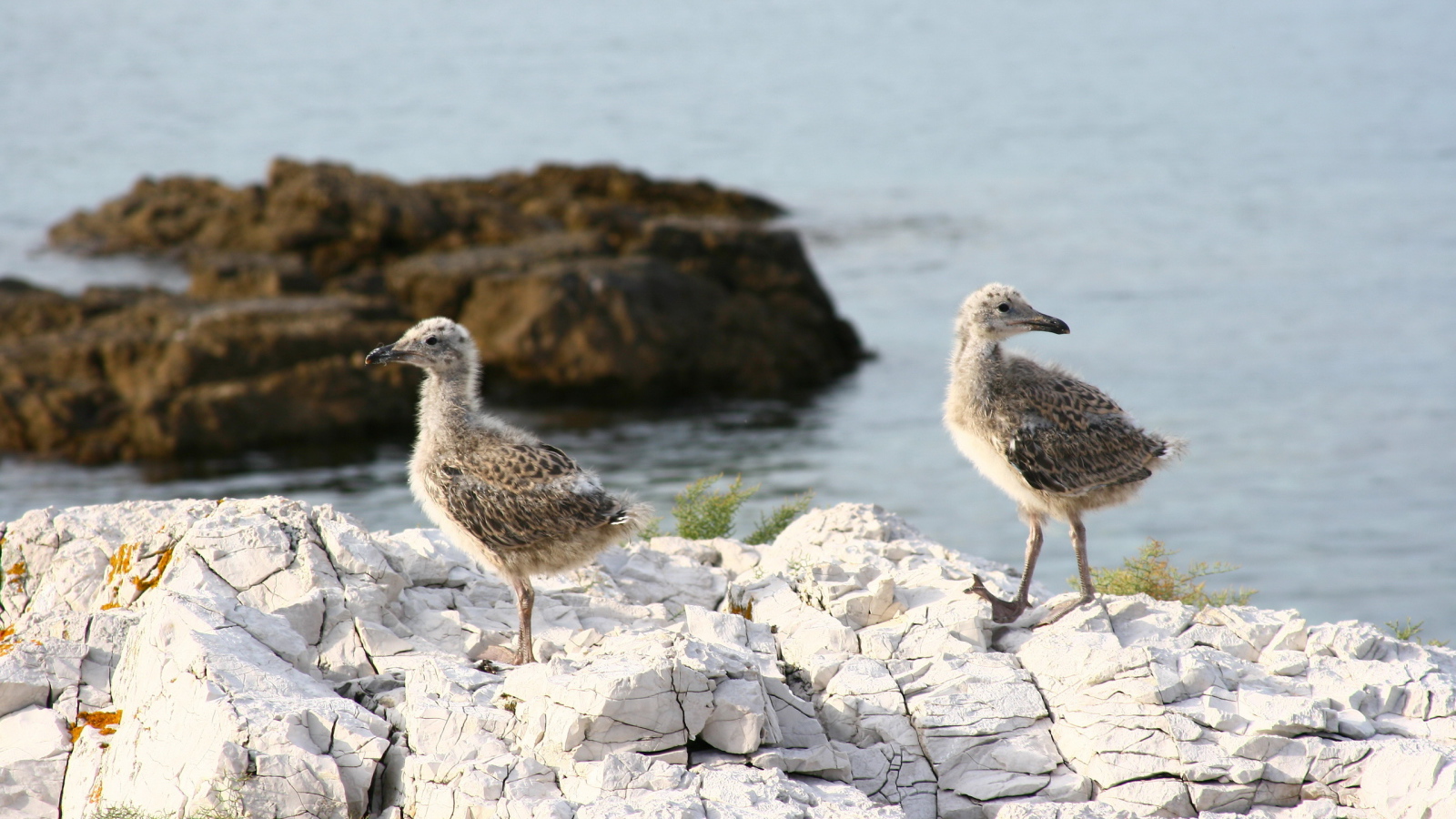 птенцы Чайки