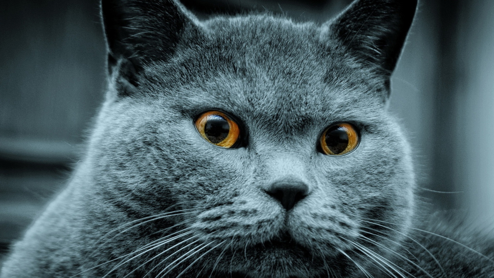 Красавец кот