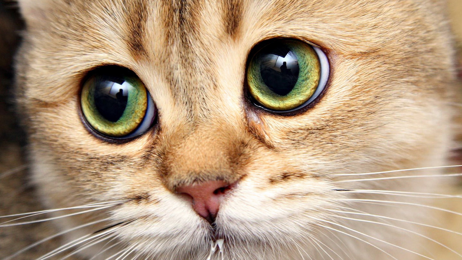 Кошачья морда