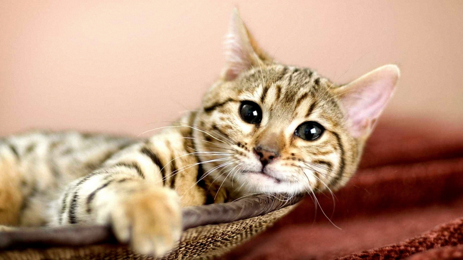 Кошка в корзине