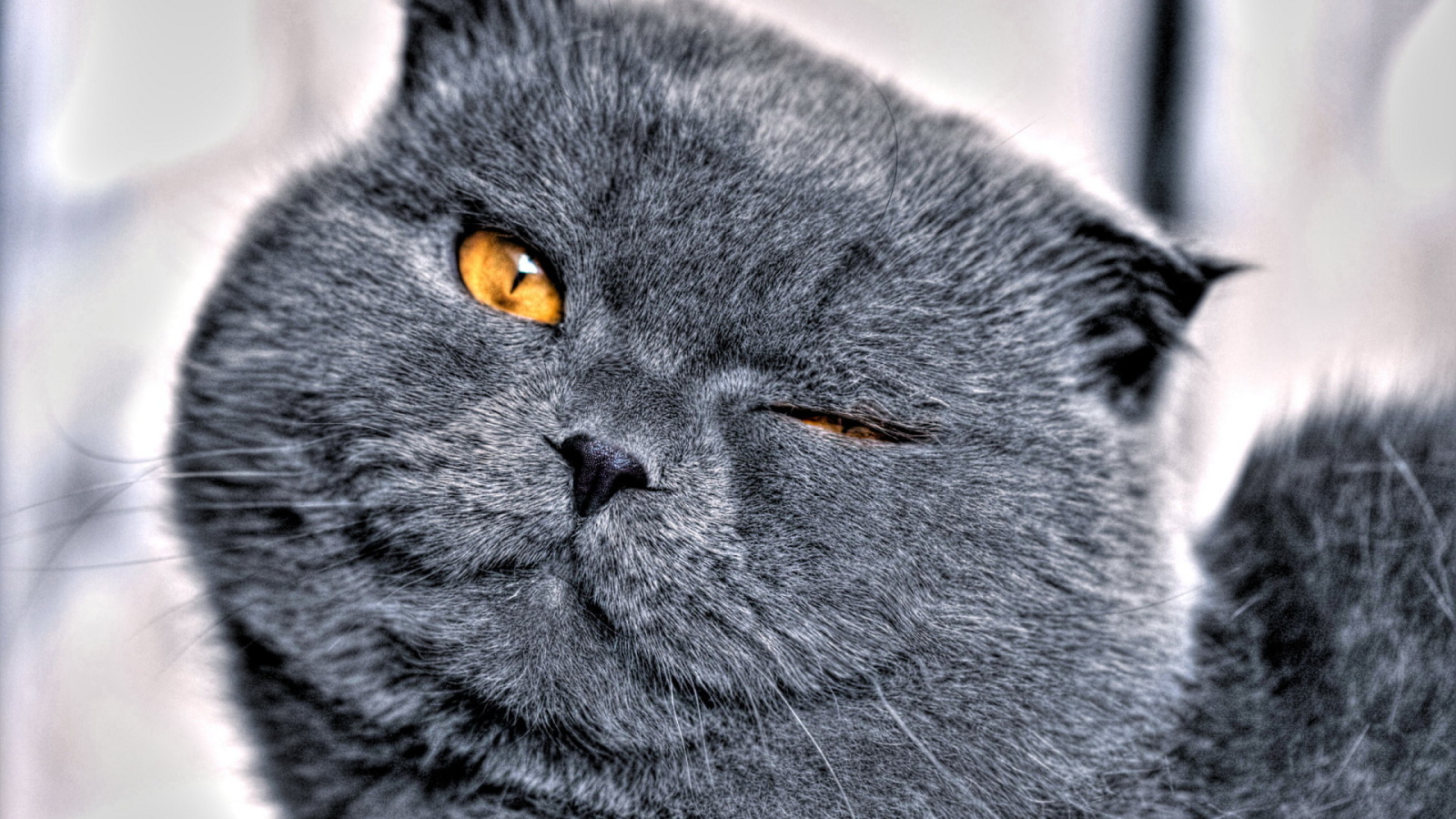 Кошачья мордашка