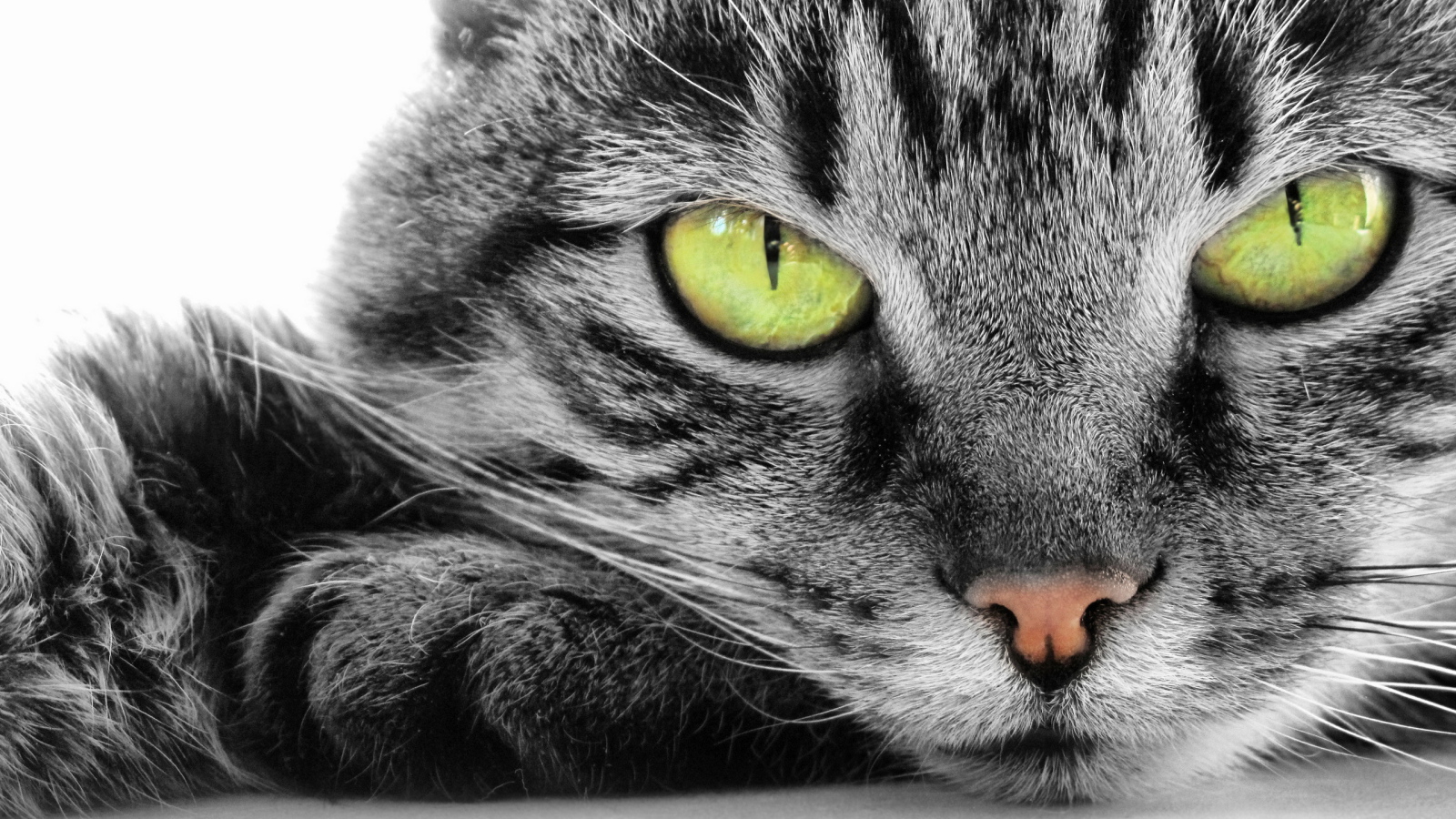 Кошка с зелеными глазами