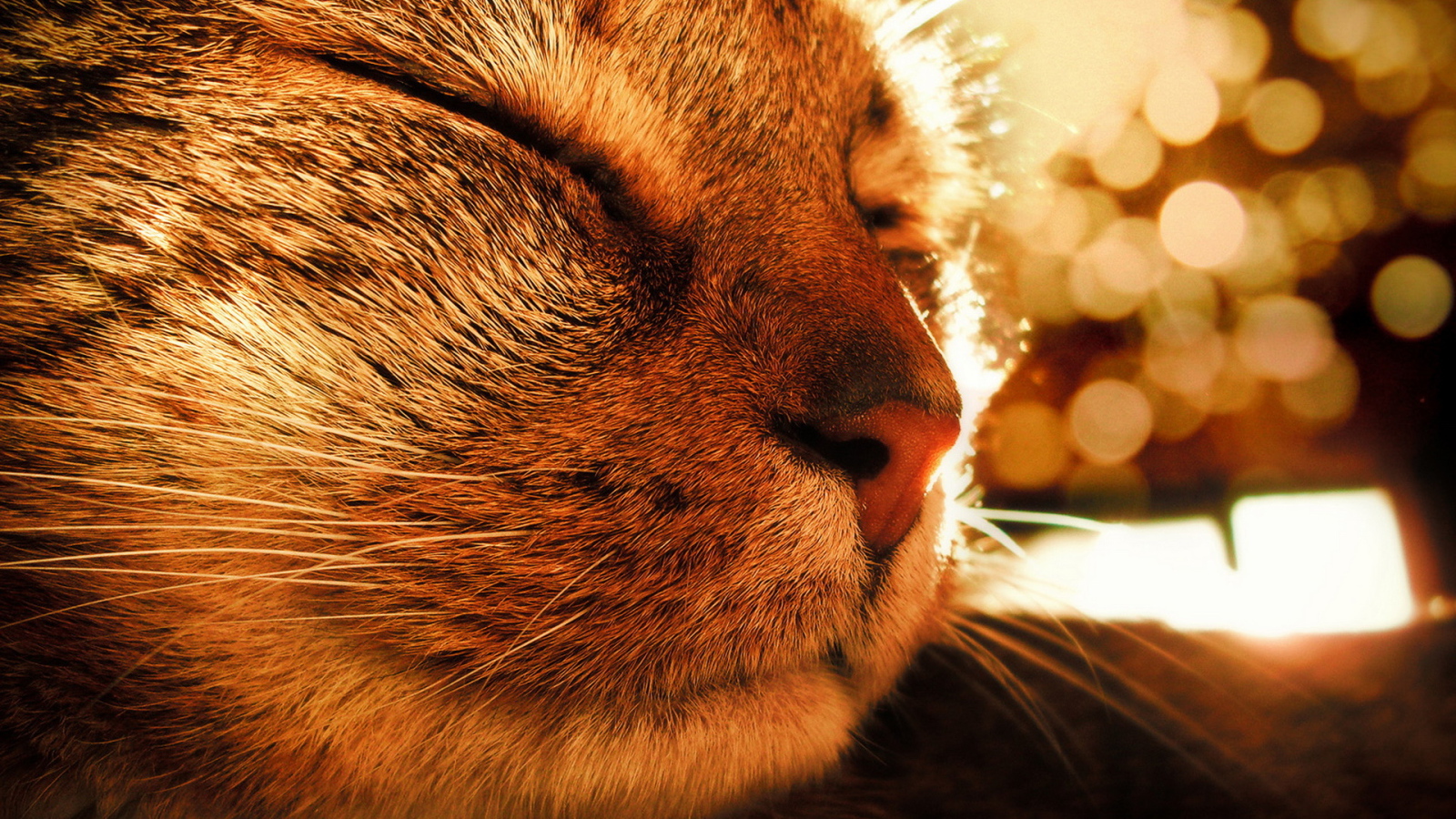 Довольная кошка