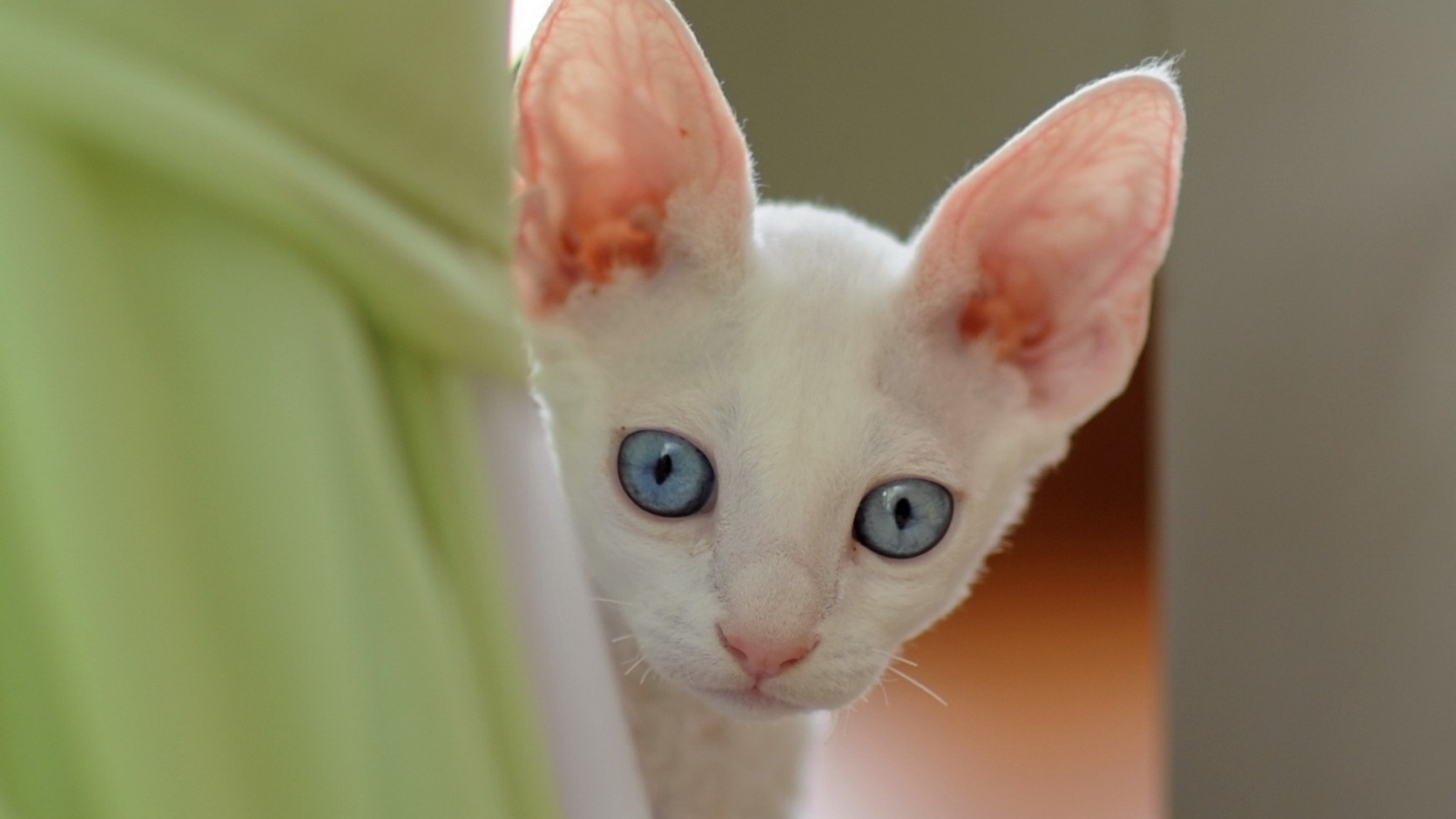 Ушастый котенок