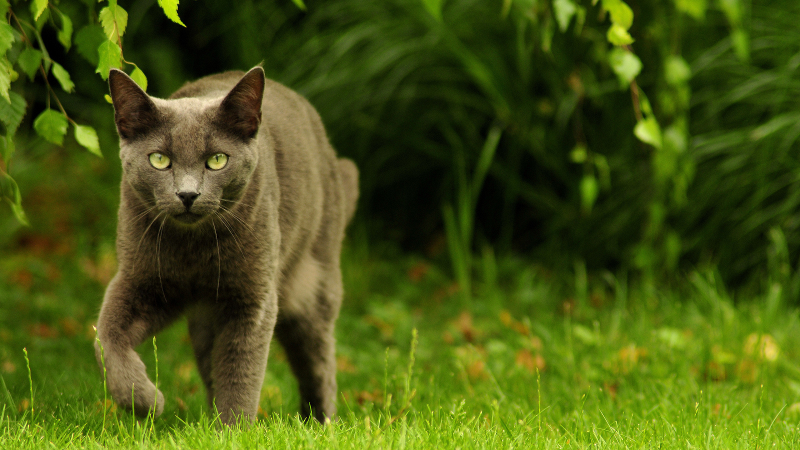 Зеленоглазый охотник