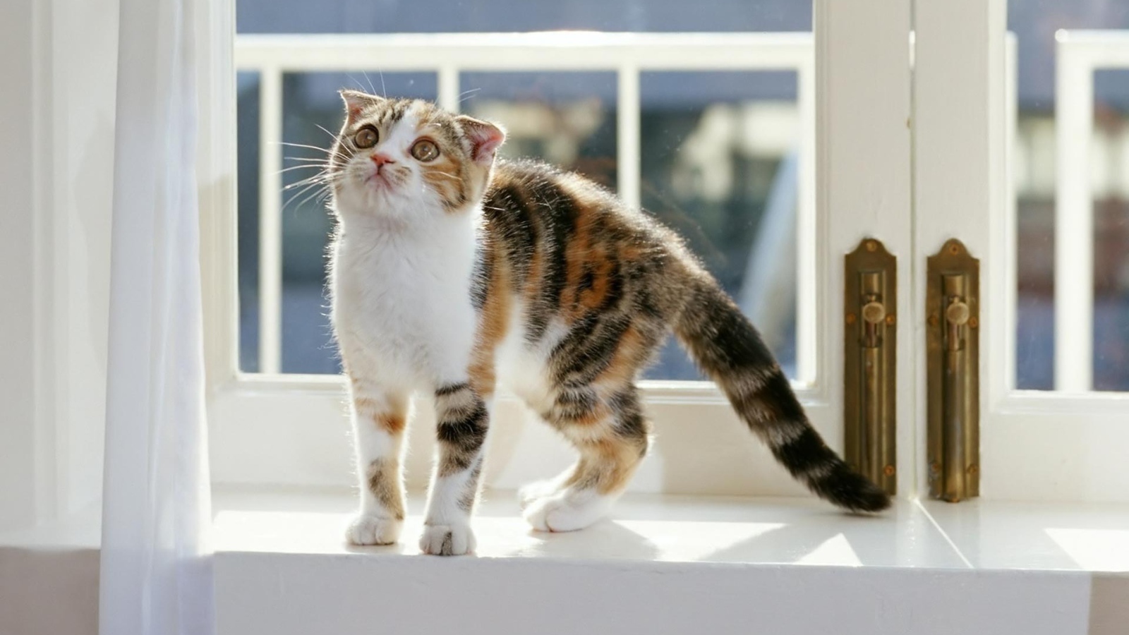 Котенок на окне