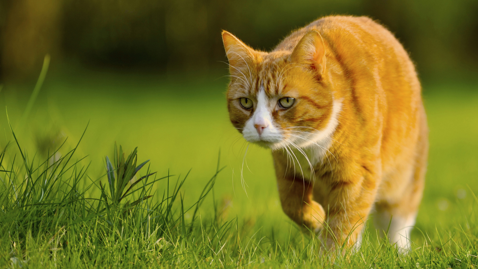 Крадущийся кот