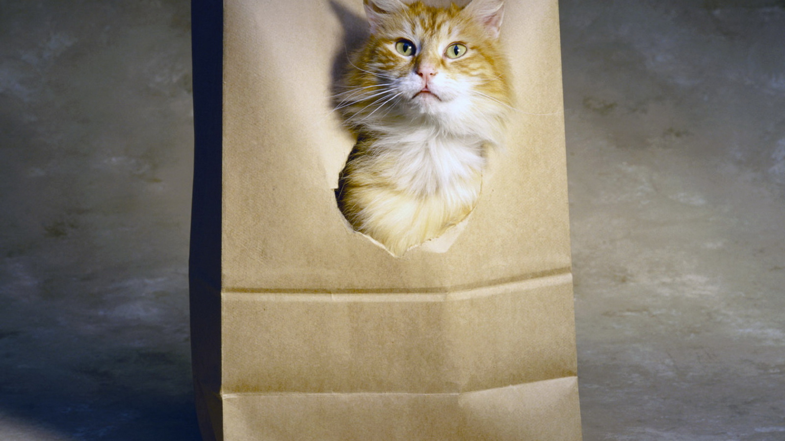 Рыжий кот в пакете