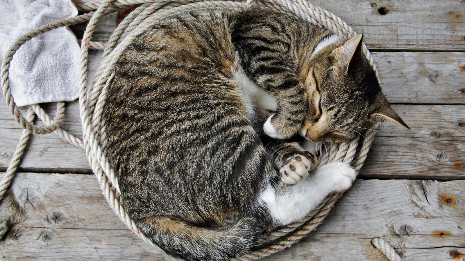 Спящая кошка