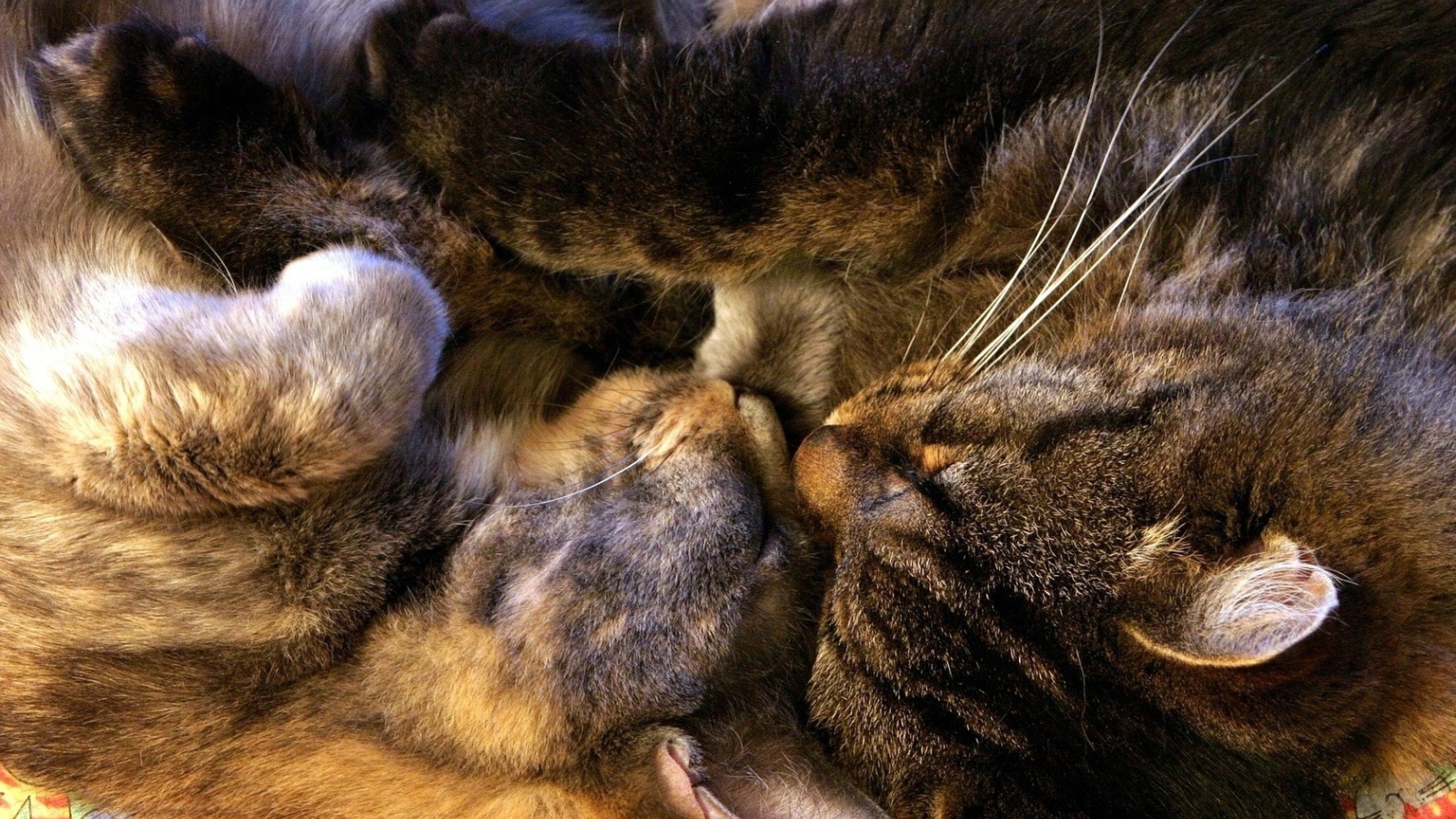 Спящая парочка