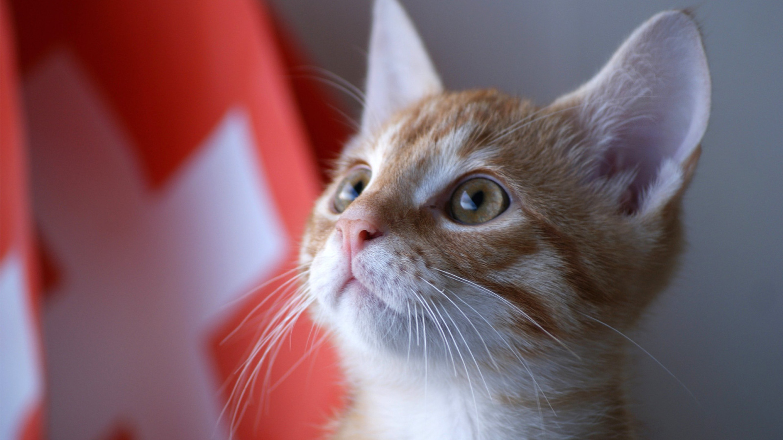 Швейцарский армейский кот