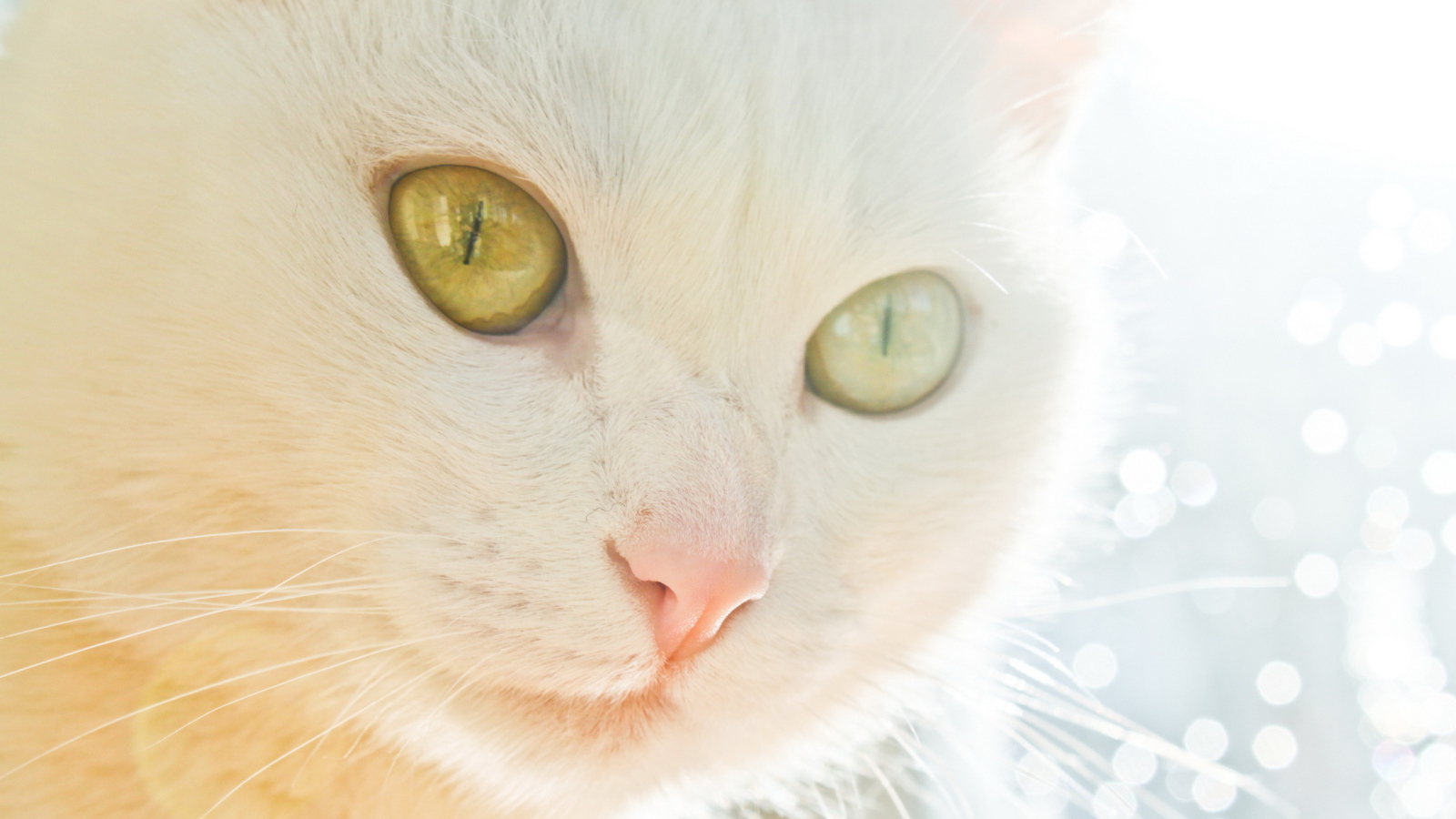 Белая кошка