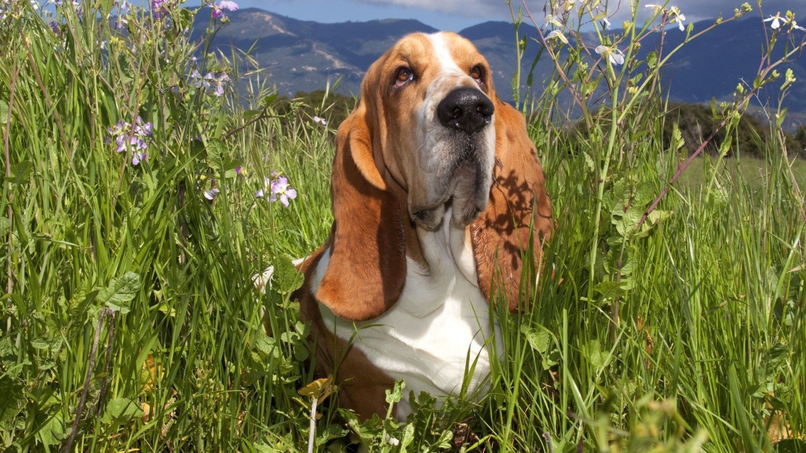Бассет-хаунд в траве