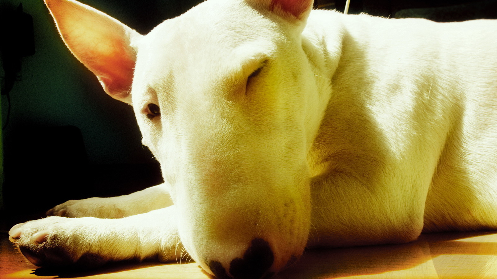 Собака с большим носом