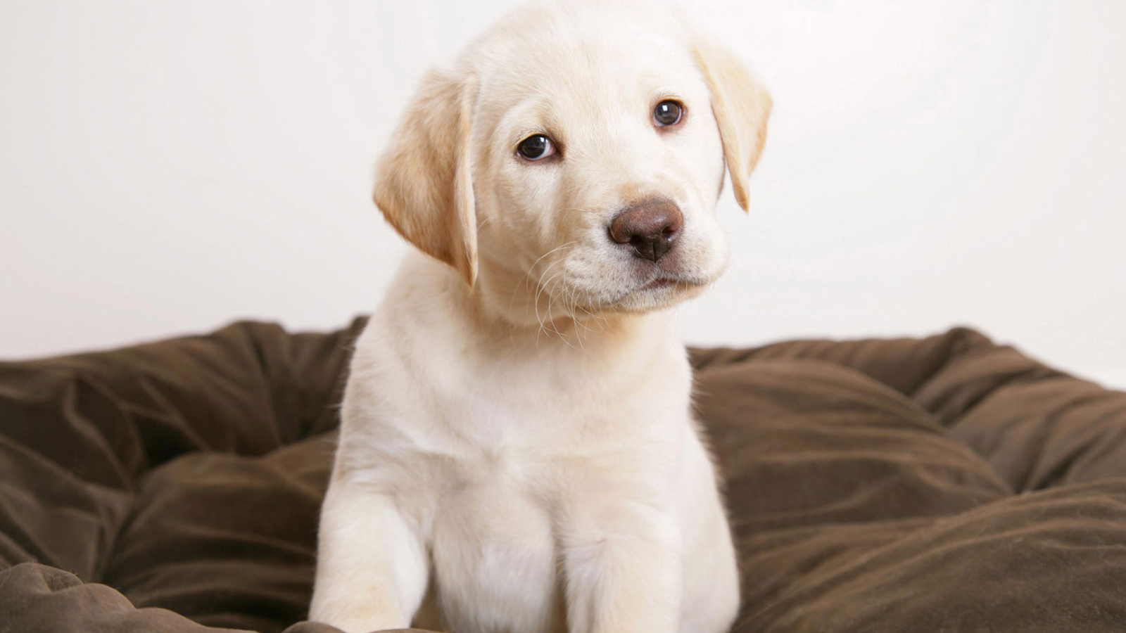 Щенок Лабрадора