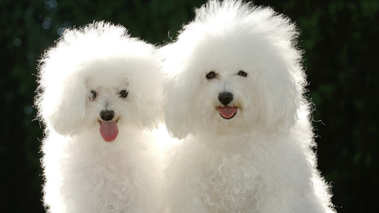 Щенки пуделя