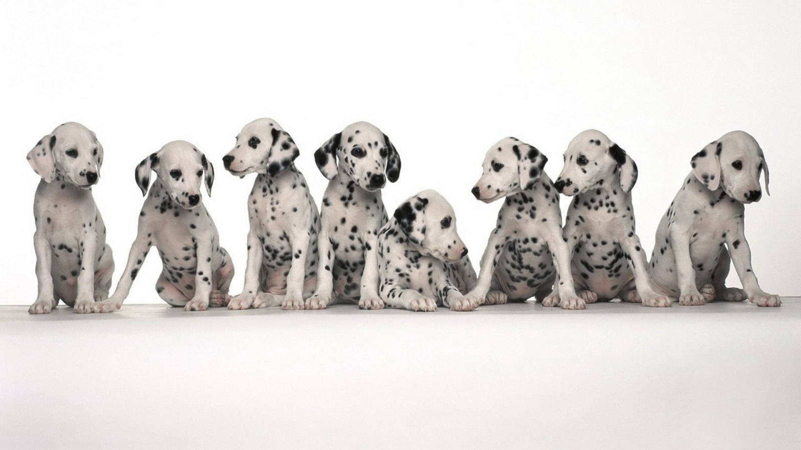 Щенки долматинца