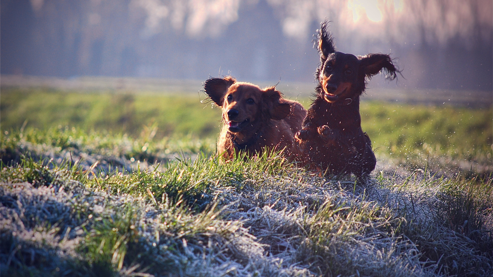 Щенячий восторг