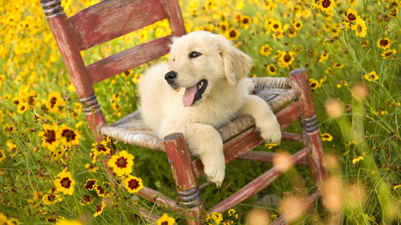 Щенок на стуле