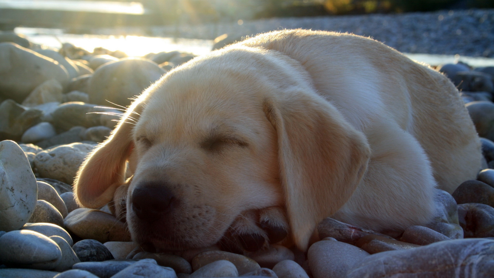 спящий Лабрадор