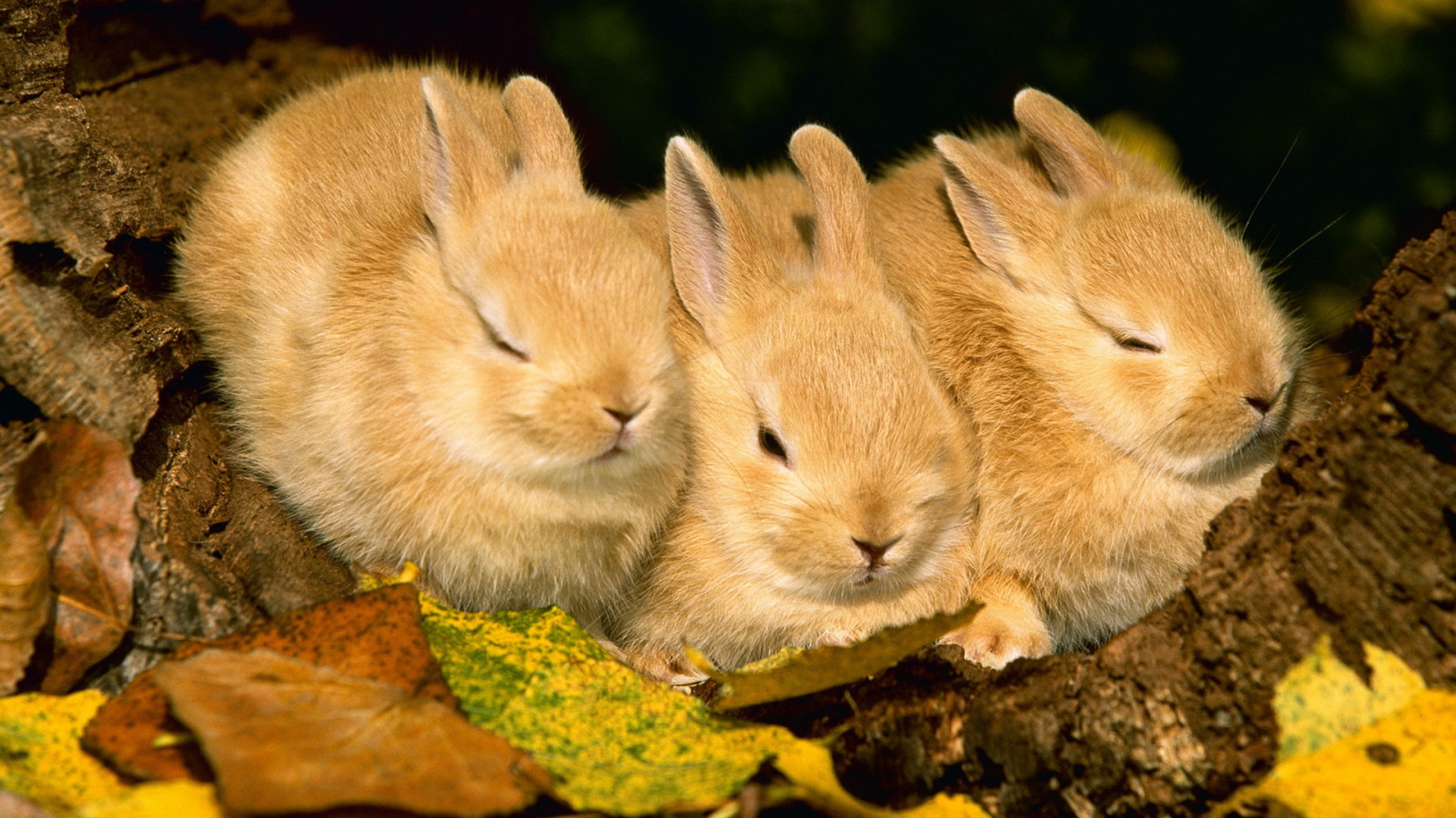 Три кролика