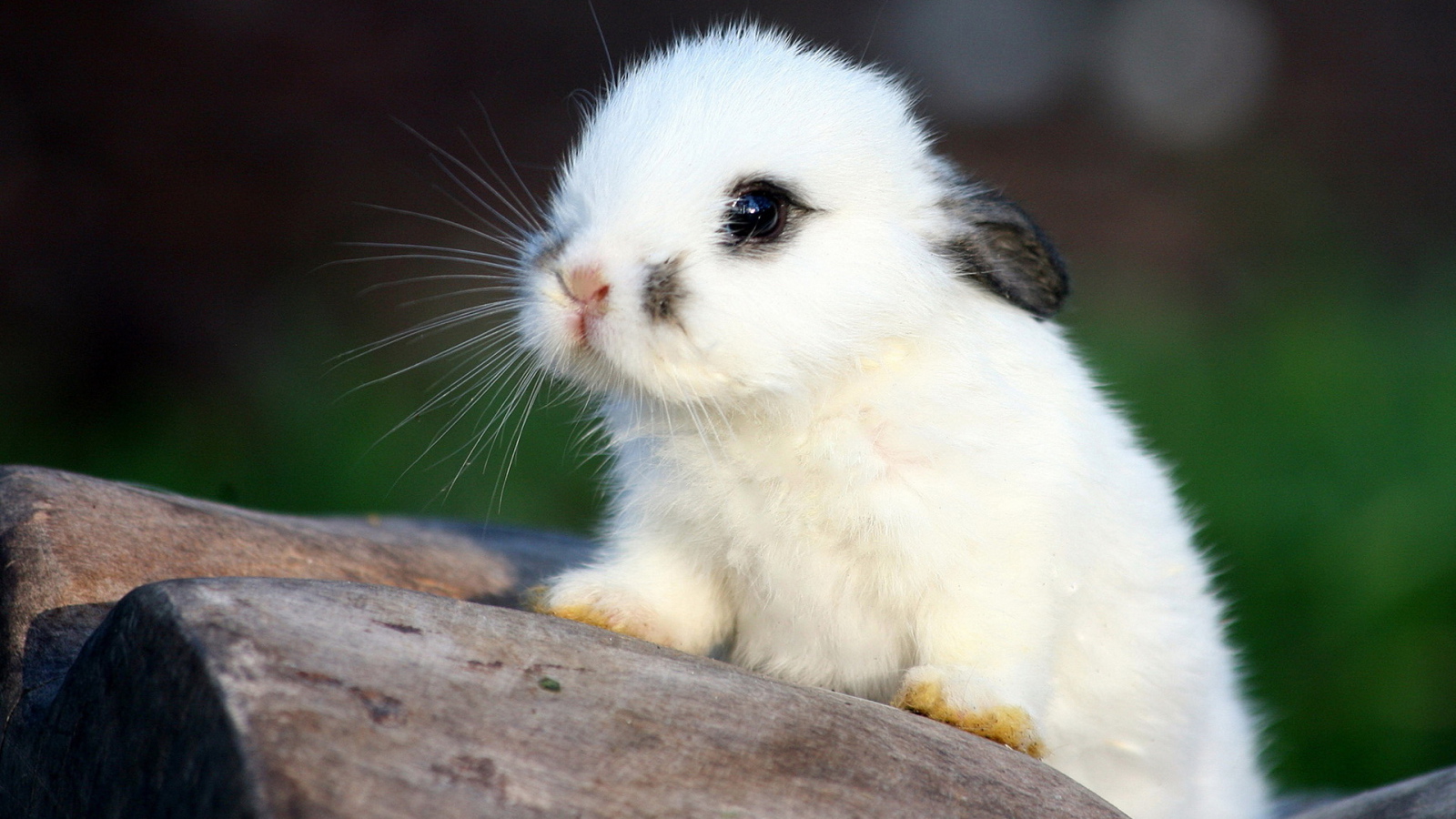 Белый кролик