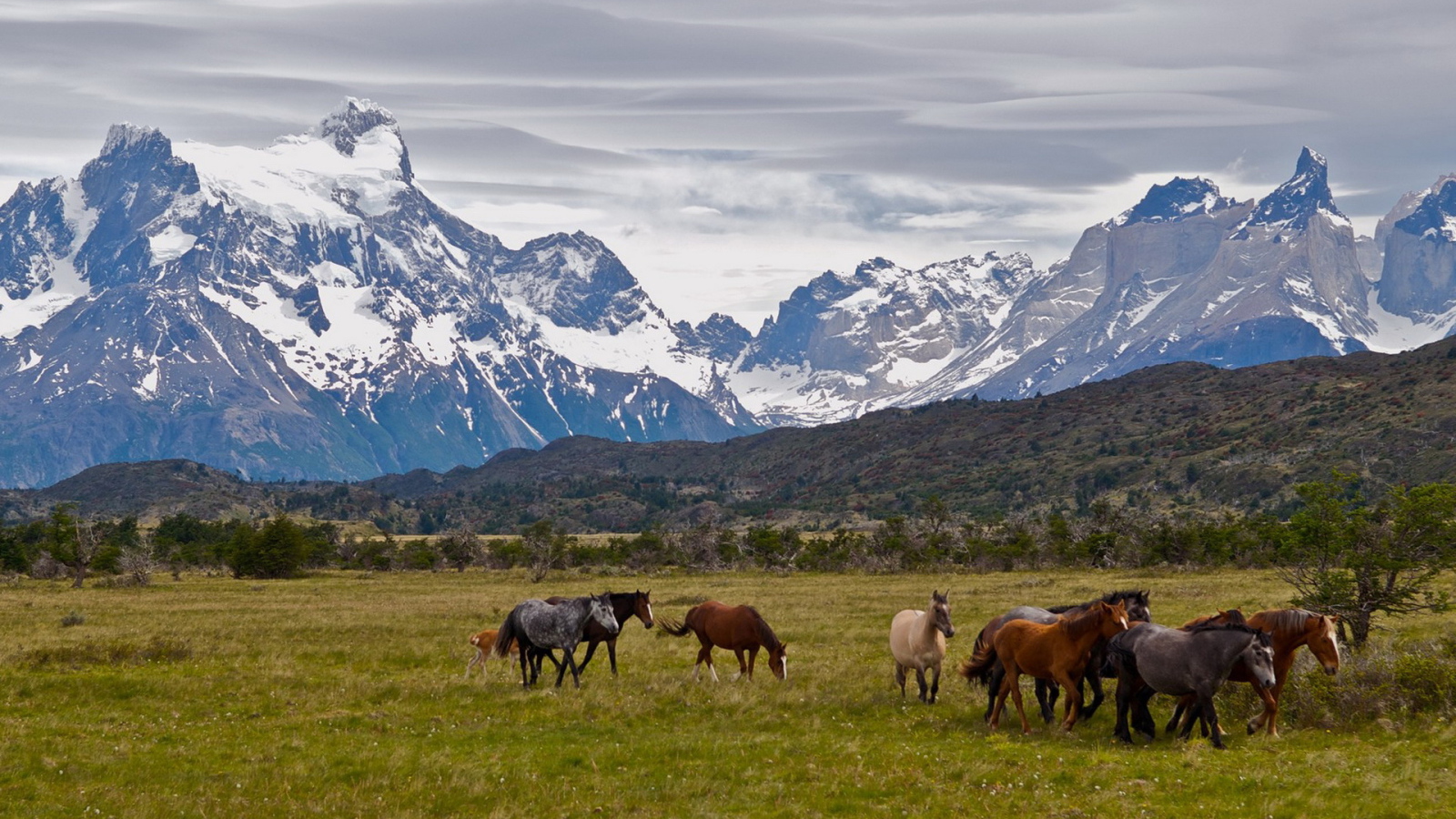 Табун лошадей
