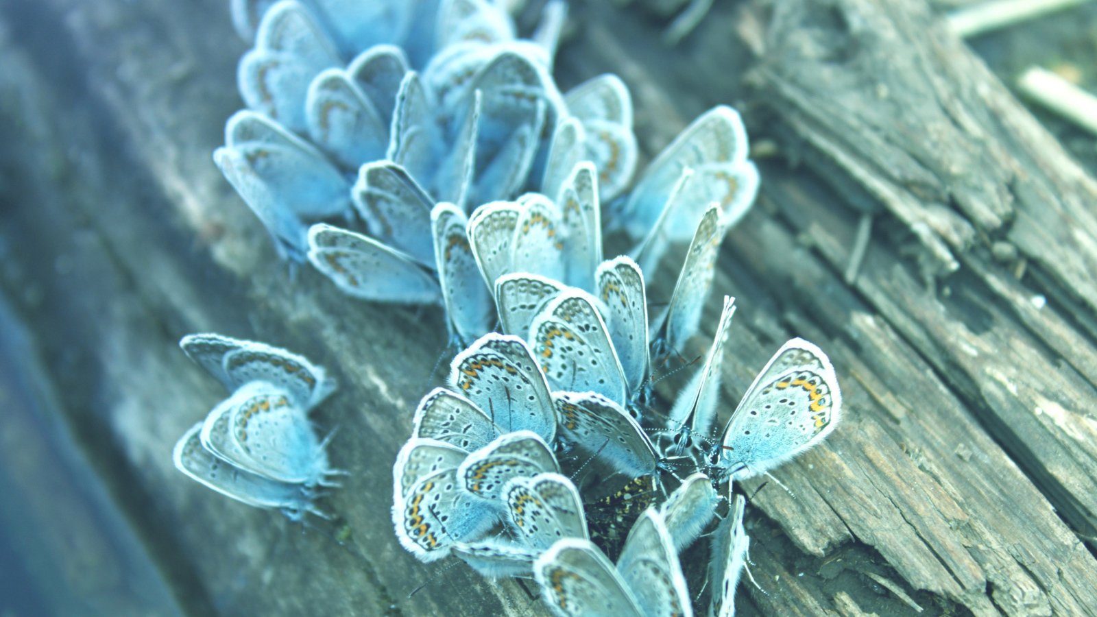 Бабочки на дереве