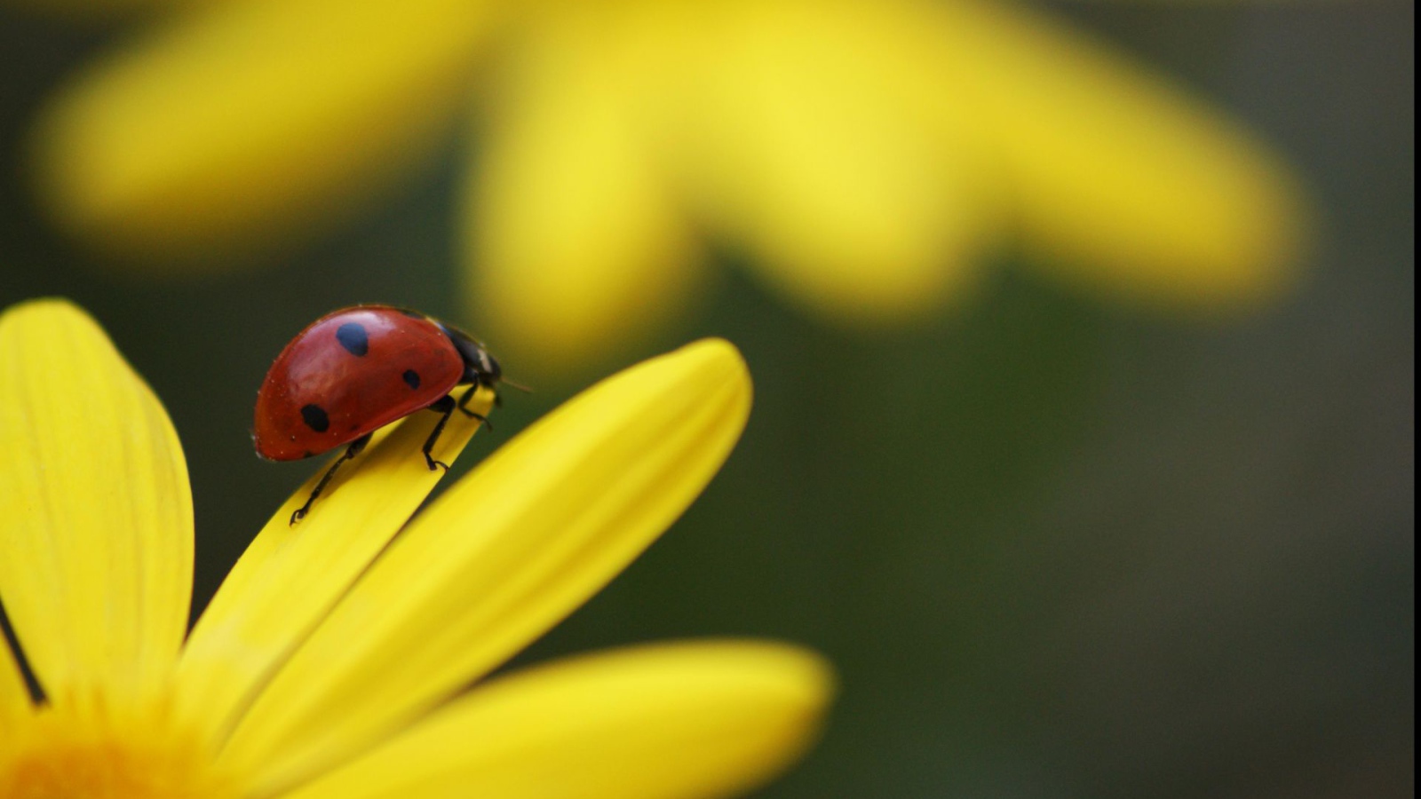 Божья коровка