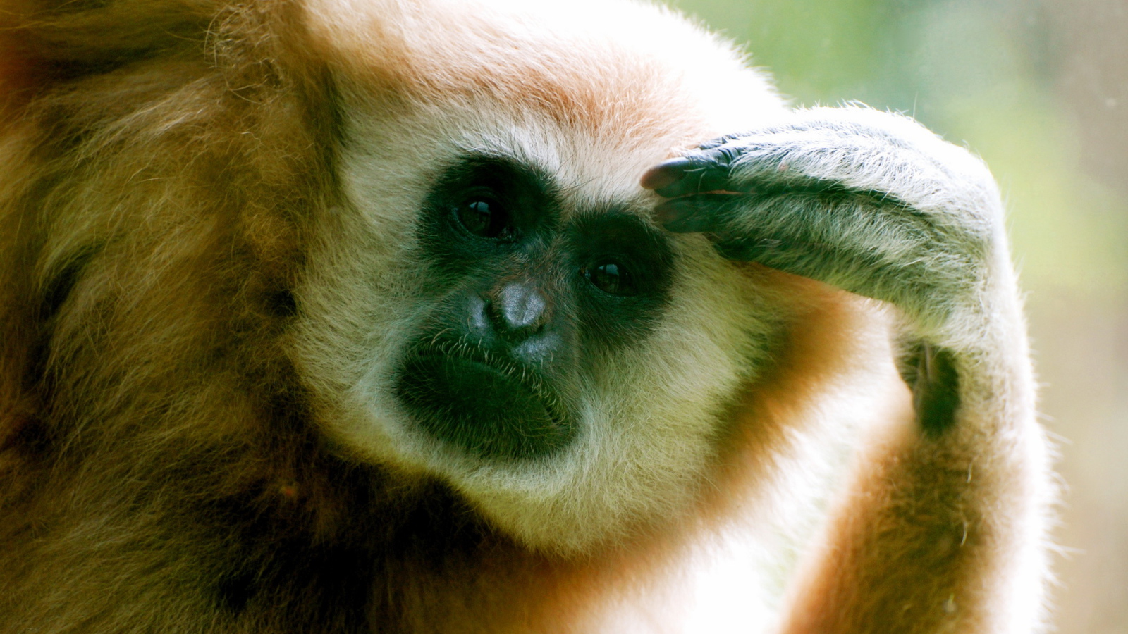 Думающий примат