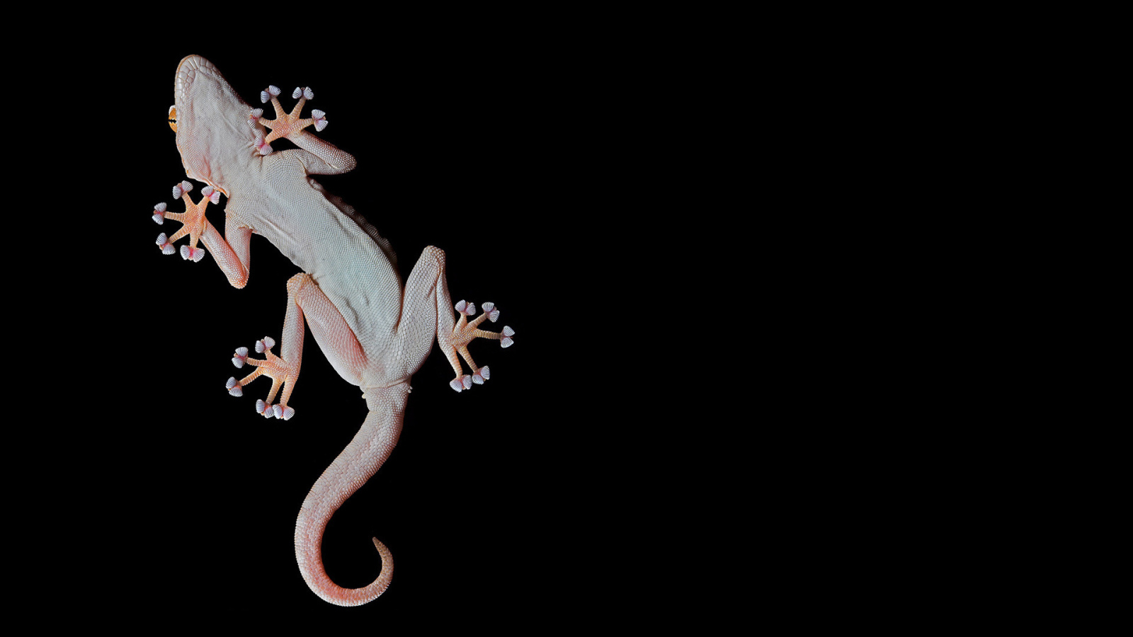 Геккон, лапы-присоски