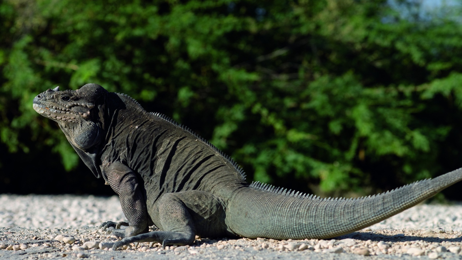 Красивый дракон ящер