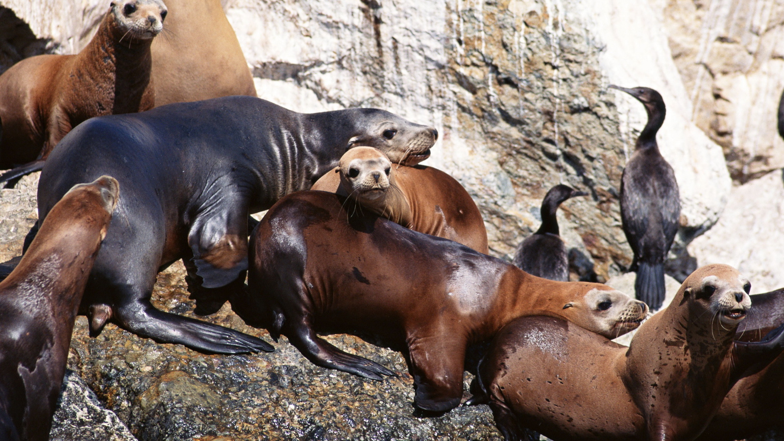 Морские котики