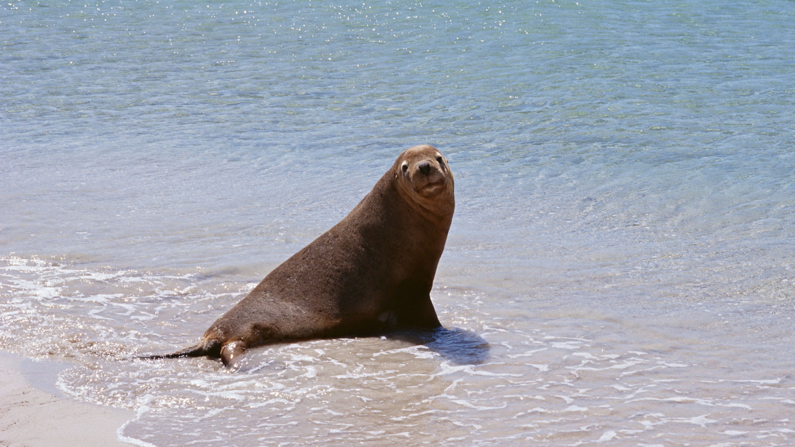 Морской котик