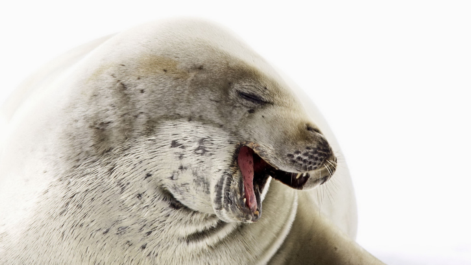 Морской котик