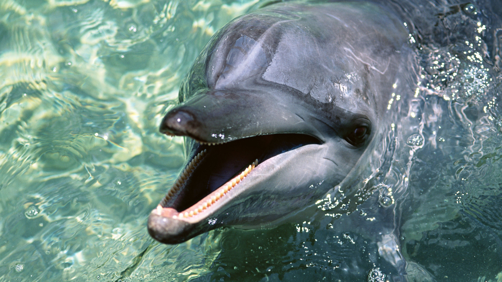Зубастый дельфин