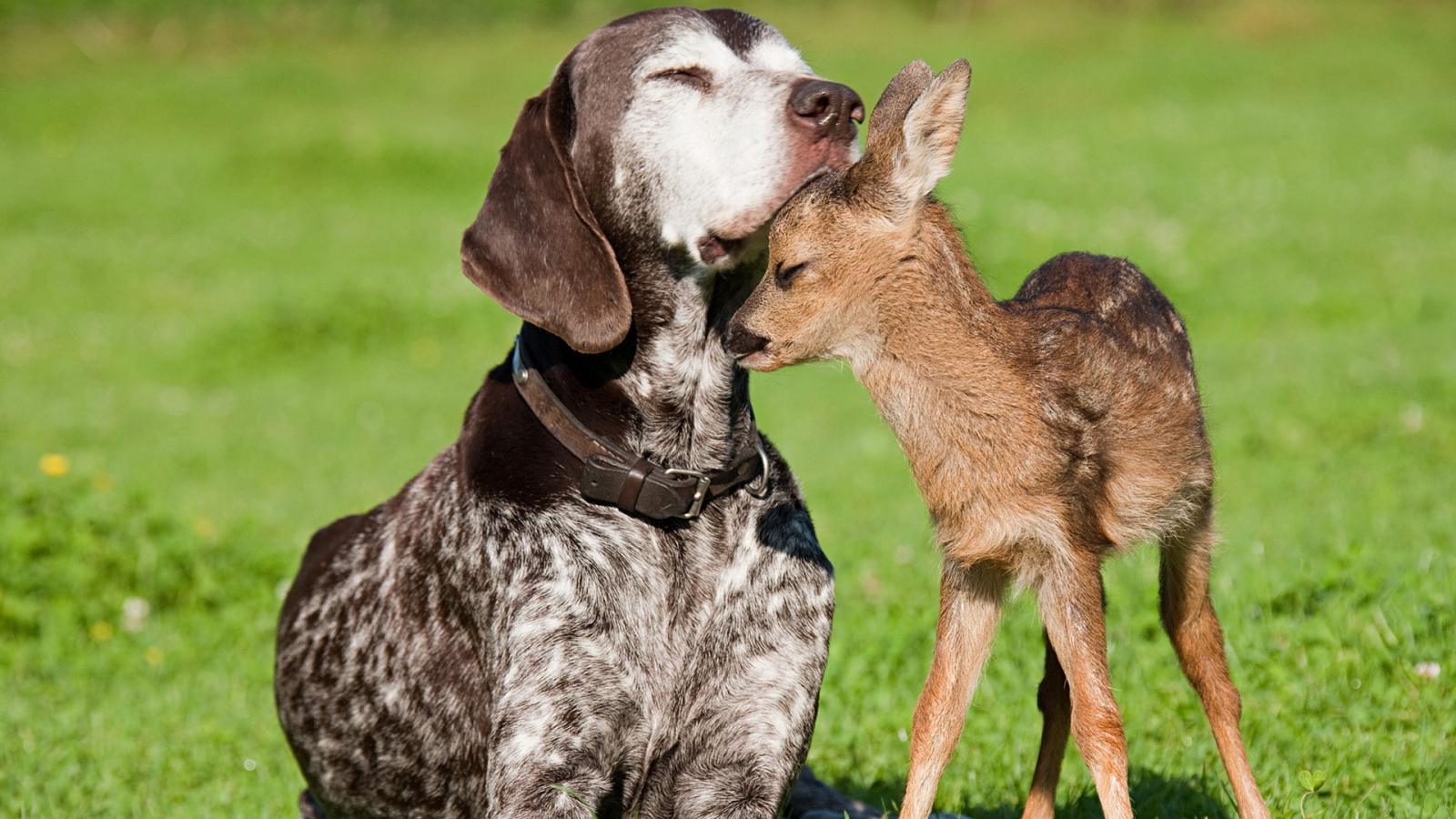 Пес и олененок