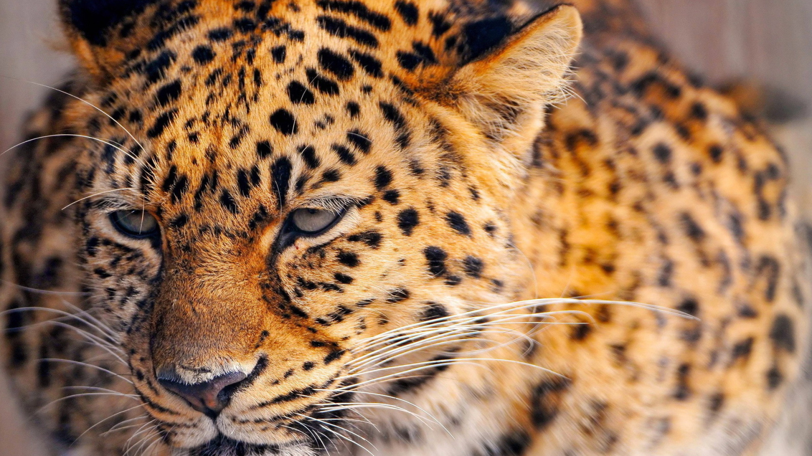 Сердитый леопард