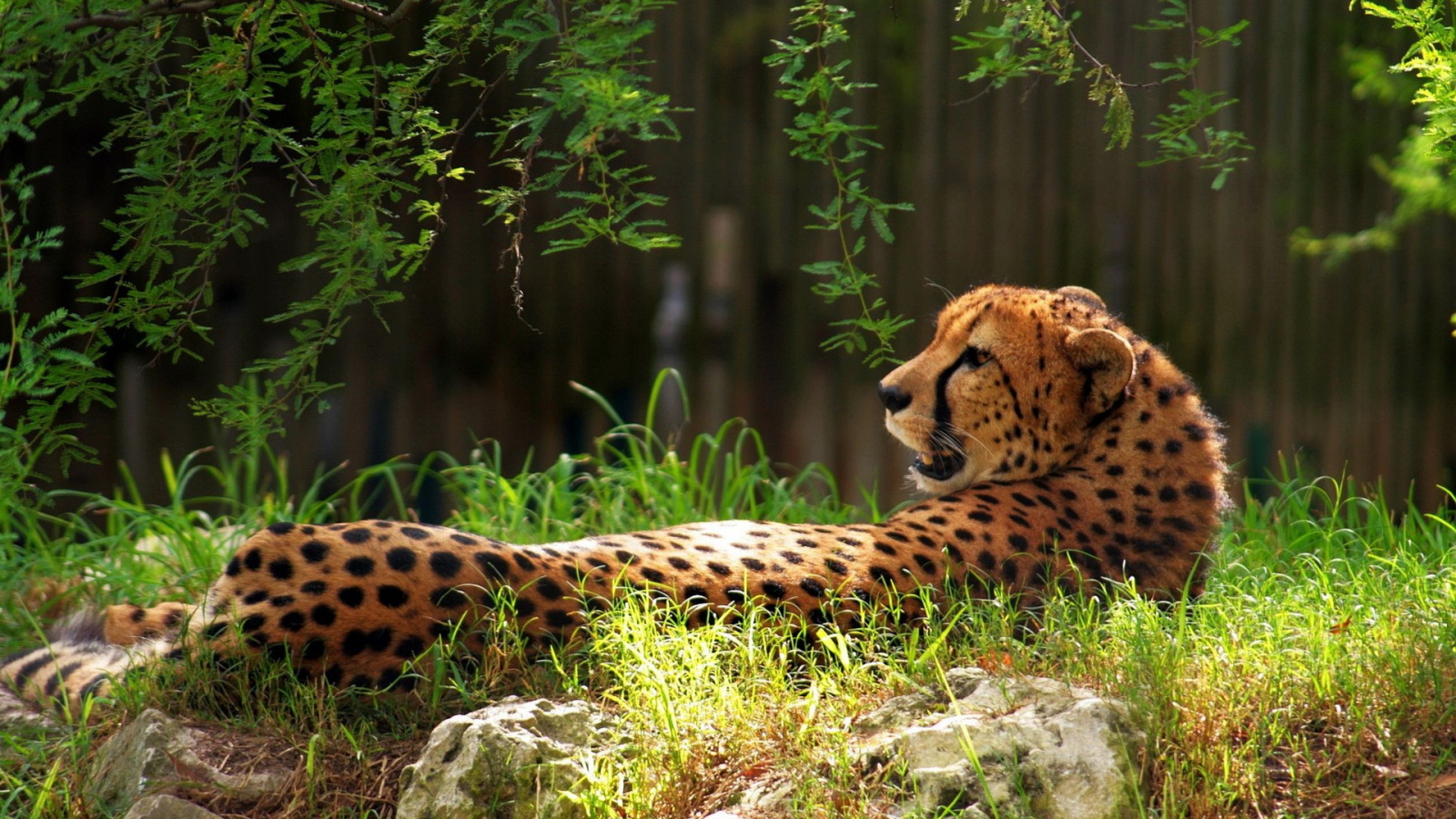 Гепард в траве